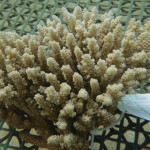 ＯＩＳＴの研究でサンゴ白化現象の歯止めに光明