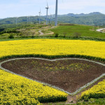 「北海道夜明けの塔」ハート型の菜の花畑が見頃