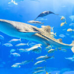 沖縄「美ら海水族館」のジンベエザメが死ぬ