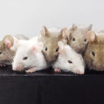 実験容器内でＥＳ細胞からマウス卵巣組織を再生