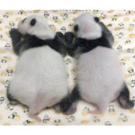 上野動物園の双子のパンダが順調に成長中