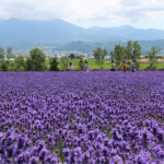北海道で紫色に染まるラベンダー畑が見頃