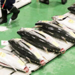 国際会議が閉幕、クロマグロ漁獲枠拡大で合意