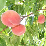 「五輪の意味あった」福島県産の桃の魅力を発信