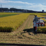 秋田県で稲刈りが始まる、「今年はまずまず」
