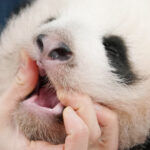 上野動物園の双子パンダ「歯が生えたよ」