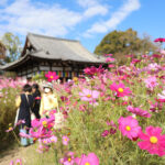 奈良市般若寺でコスモス20種15万本が見頃