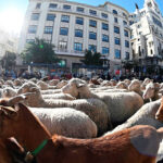 羊1000匹とヤギ100匹が堂々と街を大行進
