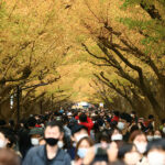 東京・明治神宮外苑に黄金色のトンネルが出現