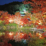 京都・永観堂、見頃の紅葉をライトアップ