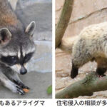 （左）狂犬病の媒介動物でもあるアライグマ、（右）住宅侵入の相談が多く寄せられるハクビシン