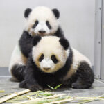 上野動物園の双子パンダ、来年１月12日公開へ