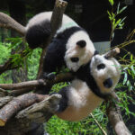 上野動物園の双子パンダ　やっと会えた
