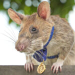 カンボジアで活躍、地雷探知の英雄ネズミ死ぬ