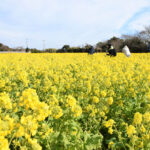 愛知県田原市で「菜の花まつり」が開幕