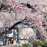 ひと足早い春の訪れ、「あたみ桜」が見頃