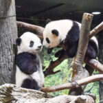 上野動物園の双子パンダ もうすぐ会えるよ