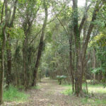 私有林や鎮守の森など認定、生物多様性保全へ