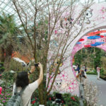 常夏のシンガポール、花見で「日本の春」を堪能