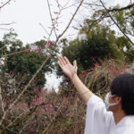 北野天満宮のご神木「飛梅」、組織培養で開花