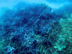 世界最大のサンゴ礁、海水温上昇で白化が進む