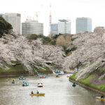 気象庁が発表、福岡・東京・高知で桜が満開に