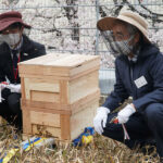 ミツバチで大学周辺の緑化・生態系の維持に貢献
