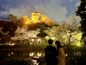 横浜市三渓園で、３年ぶりに桜がライトアップ
