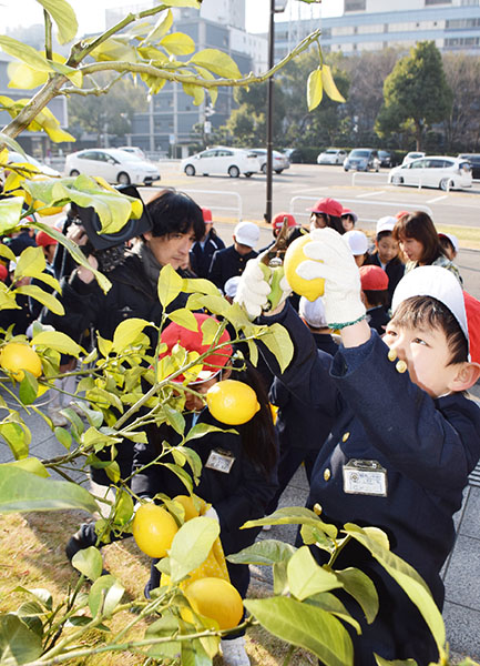広島市内の小学生らがレモンを収穫