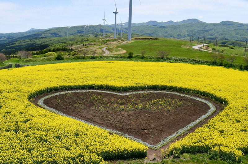 北海道夜明けの塔 ハート型の菜の花畑が見頃 世界日報