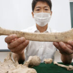 京都大、サメに襲撃された縄文時代の人骨を公開
