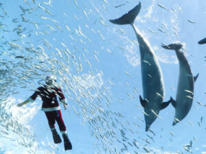 イルカにメリークリスマス、子供たちから歓声
