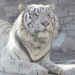 東武動物公園は新年から「トラ」づくし
