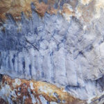 英国で発見、巨大ヤスデの抜け殻の化石