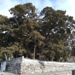 人々の協力で再生した、樹齢1600年以上の巨樹シンパク
