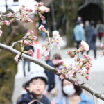 東京で桜開花、気象庁が発表、平年より４日早く