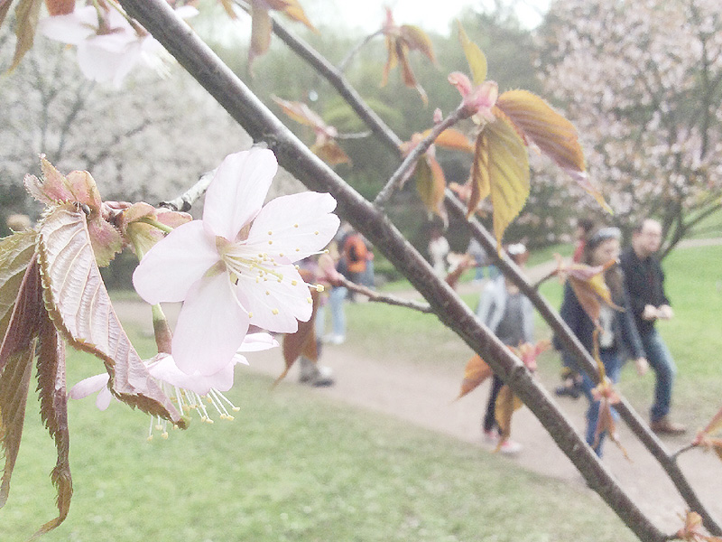 安倍首相が2013年訪露時に植樹した桜が開花