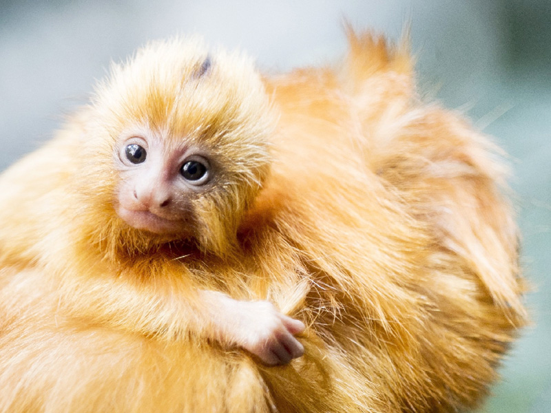 仏の動物園で絶滅危惧のサル17匹が盗まれる