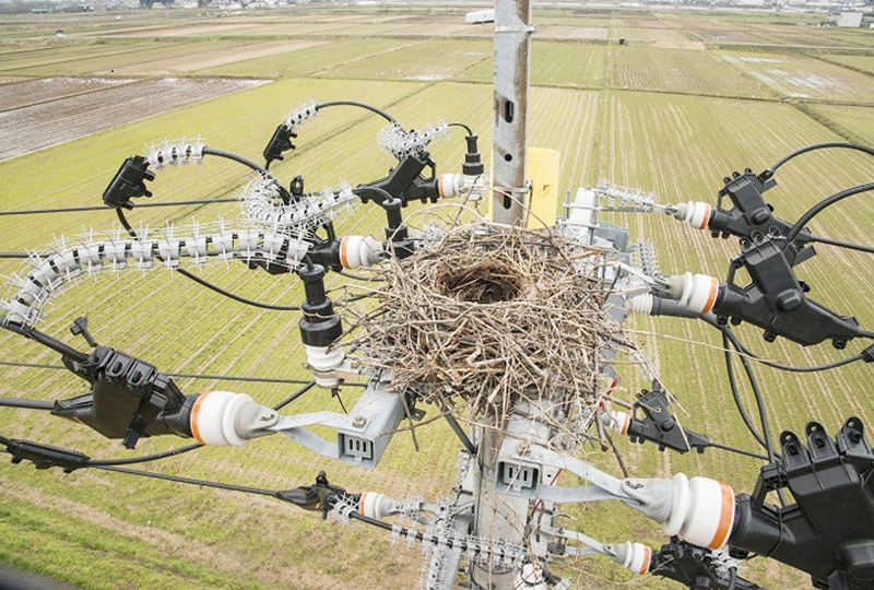 山形県で電柱上に作られたカラスの巣を撤去