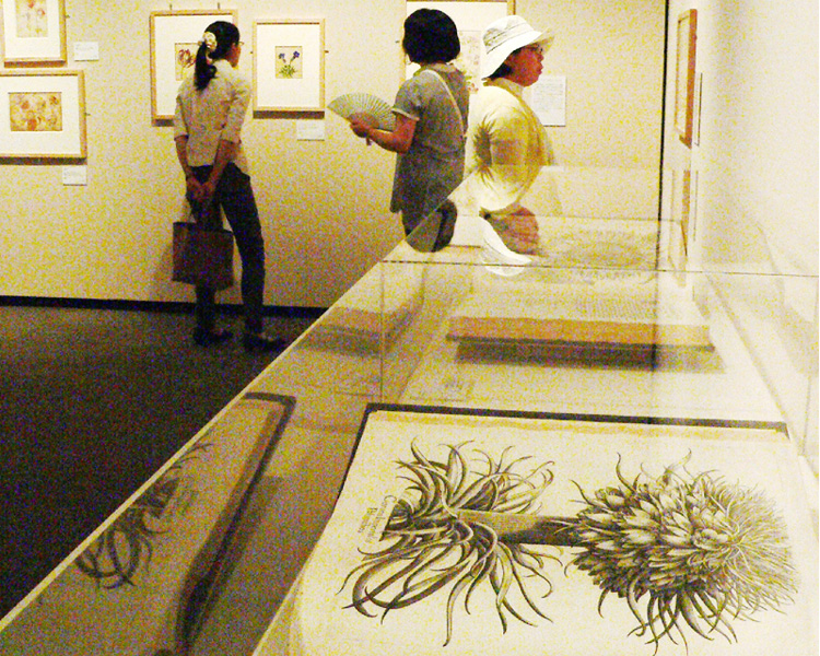 秋田市立千秋美術館、植物画中心に150点展示
