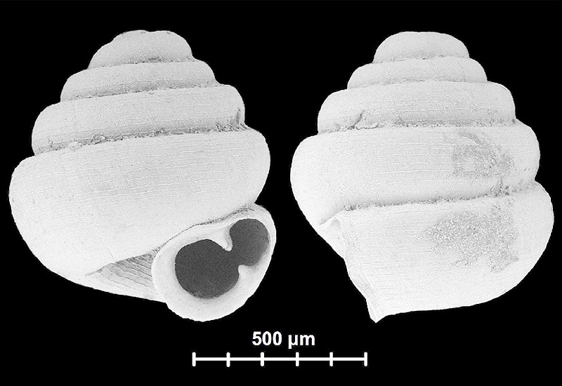 殻の幅0・86ミリ、世界最小のカタツムリか