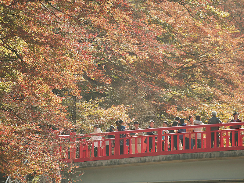 愛知県豊田市の「香嵐渓」で紅葉が見頃